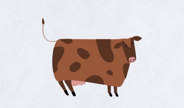   Vtipy o kravách