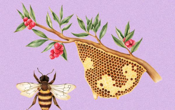   Żarty o pszczołach